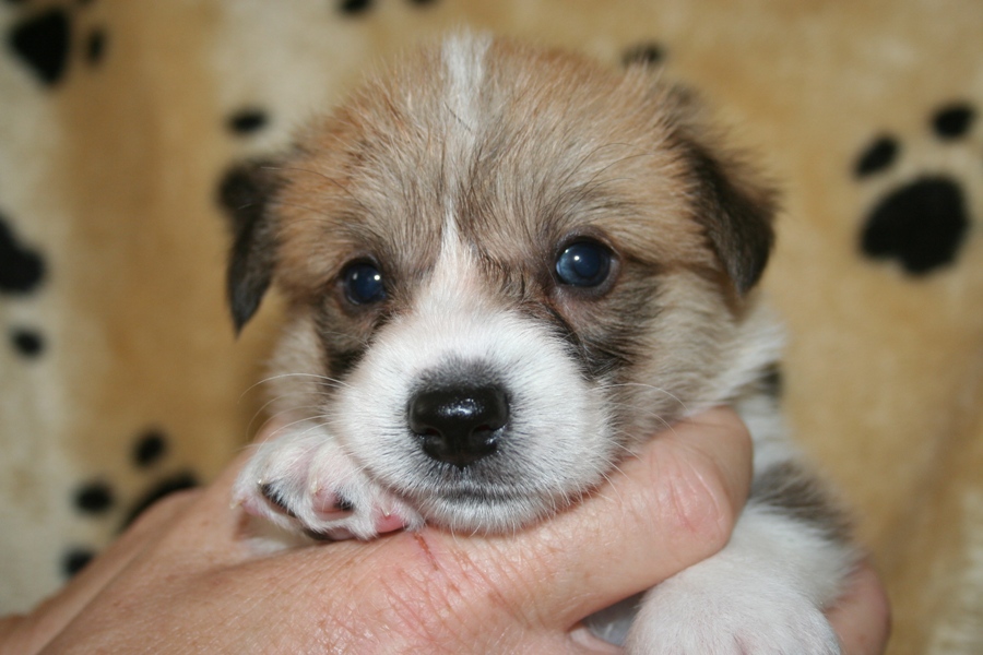 Puppies